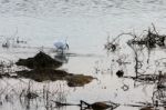 Egret At Dungeness Stock Photo