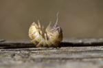 Pill Bug Stock Photo