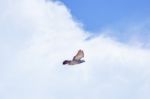 Pigeon Flies In The Blue Sky In A Sunny Day Stock Photo