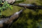 Fuengirola, Andalucia/spain - July 4 : Tomistoma (tomistoma Schl Stock Photo