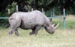 Black Rhinoceros Or Hook-lipped Rhinoceros (diceros Bicornis) Stock Photo