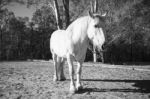 Horse In The Paddock Stock Photo