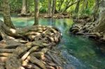 Mangrove Forests Stock Photo