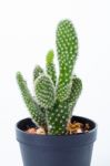 Opuntia In White Background Stock Photo