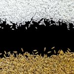 Top View Of Paddy Rice And Rice Seed On The Black Background For Isolated Stock Photo