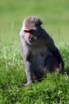 Monkey Scratching Its Bottom Stock Photo