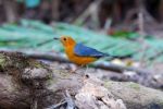 Male Orange Headed Thrush Stock Photo