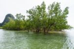 Avicennia Officinalis Is A Species Of Mangrove Stock Photo