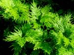 Freshness Green Of Selaginella Involvens Fern Stock Photo