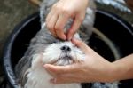 Cleaning The Dog Stock Photo