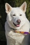 Cute White Dog Stock Photo