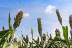 Sorghum Field Stock Photo