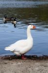 Domestic Goose Stock Photo