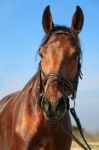 Brown Horse Stock Photo