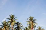 Coconut Tree With Blue Sky Stock Photo