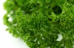 Fresh Green Parsley On White Background Stock Photo