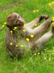 Monkey Eating Buttercups Stock Photo