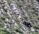 Brown Bear In Asturian Lands Stock Photo