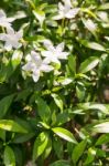 Group Of White Flower In Garden Stock Photo