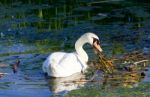 The Hard-working Mute Swan Stock Photo