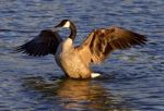 Beautiful Pose Of The Canada Goose Stock Photo