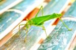 Green Grasshopper Stock Photo