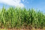 Sugarcane And Blue Sky Background Stock Photo