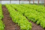 Plantation Of Lettuce In A Greenhouse In The Organic Garden Stock Photo