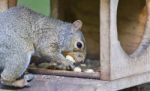 Postcard With A Funny Squirrel Eating Nuts Stock Photo