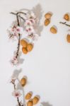 Almond Tree Branch And Almonds Stock Photo