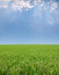 Paddy Field Stock Photo