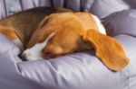 Beagle On The Soft Chair Stock Photo