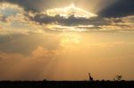 Giraffe Silhouette - African Wildlife - Colors In Nature Stock Photo