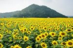 Sunflower Garden And Mountain Stock Photo