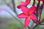 Frangipani Flowers And Green Leaves Stock Photo