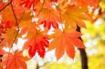 Maple Leaf In Autumn In Korea,autumn Background.(soft Focus) Stock Photo