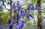 Sussex Bluebells Stock Photo