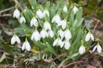 Snowdrop - First Flower In Spring Stock Photo