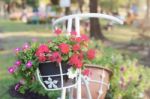 Flowers Of Beautiful On Pot Stock Photo