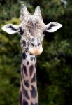 Giraffe Stock Photo