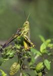 Grasshopper Stock Photo