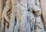 Rare Texture Of Tree Bark Stock Photo