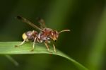 Wasp Macro Stock Photo