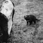 Tasmanian Devil Found During The Day In Tasmania Stock Photo