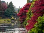 Acer Tree Leaves Changing Colour In Autumn Stock Photo