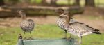 Ducks On The Farm Drinking Water Stock Photo