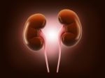 Human Kidney Stock Photo