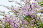 Lagerstroemia Loudonii Or Salao Flower ( Lythraceae ) Stock Photo