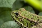 Common Water Frog Stock Photo