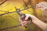 Pruning Fruit Tree - Cutting Branches At Spring Stock Photo